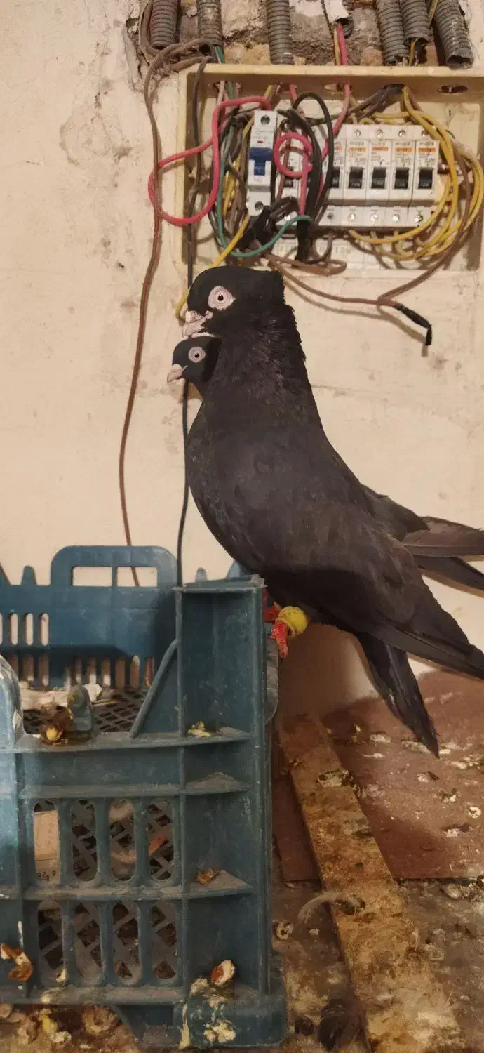 زاغ ابادانی|پرنده|نورآباد ممسنی, |دیوار