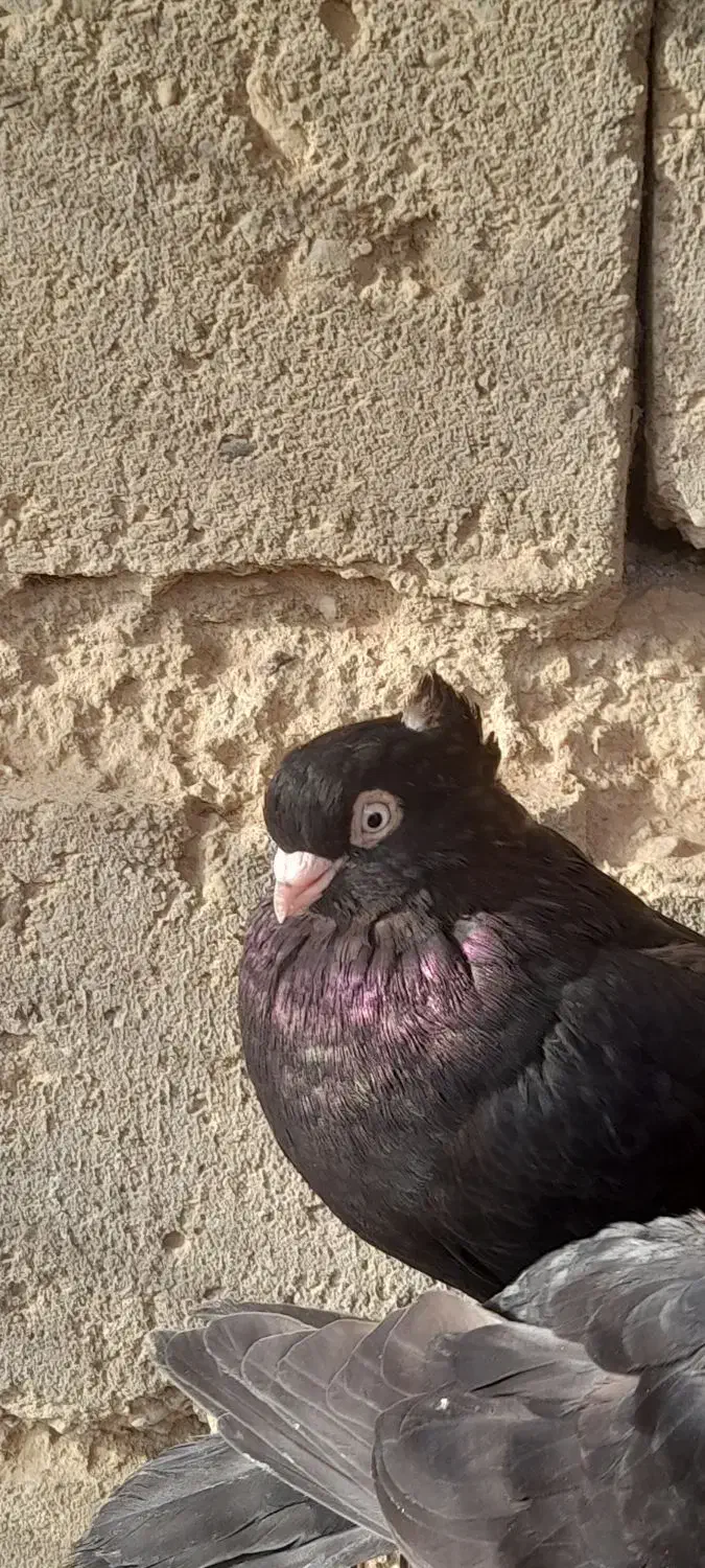 صرب|پرنده|لیلان, |دیوار