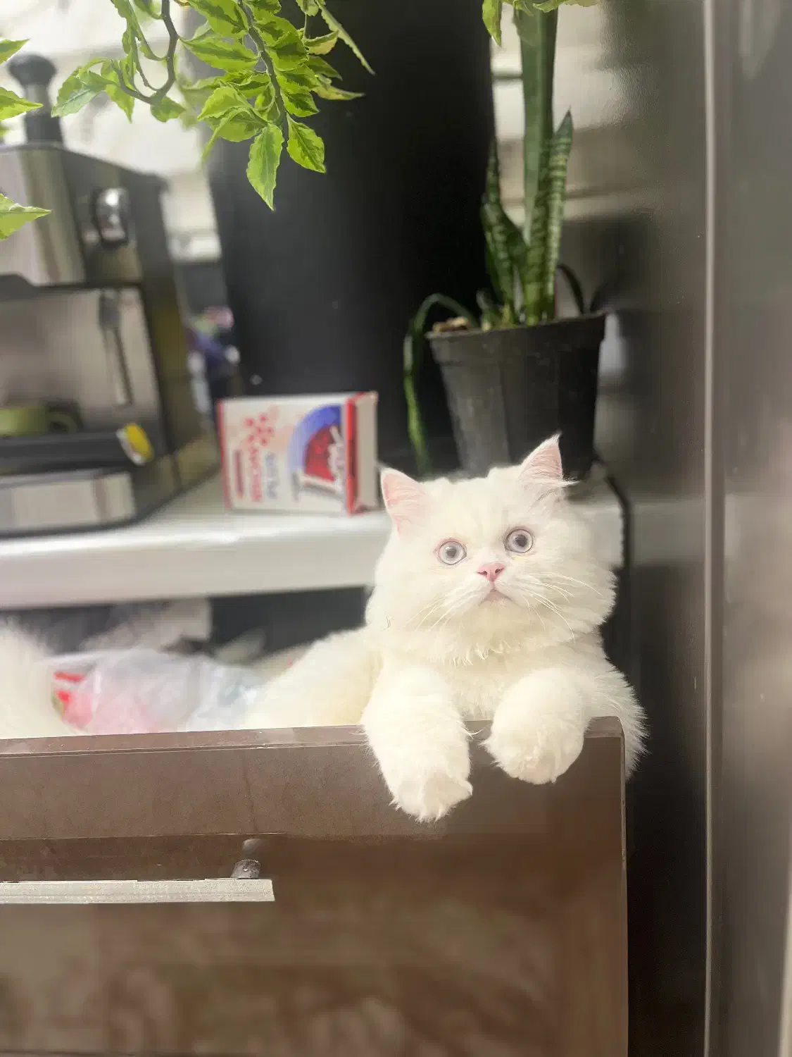 پرشین|گربه|کرج, شاهین‌ویلا|دیوار