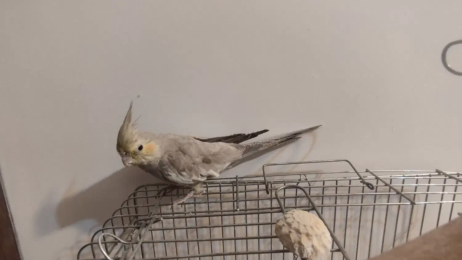 طوطی|پرنده|بیرجند, |دیوار