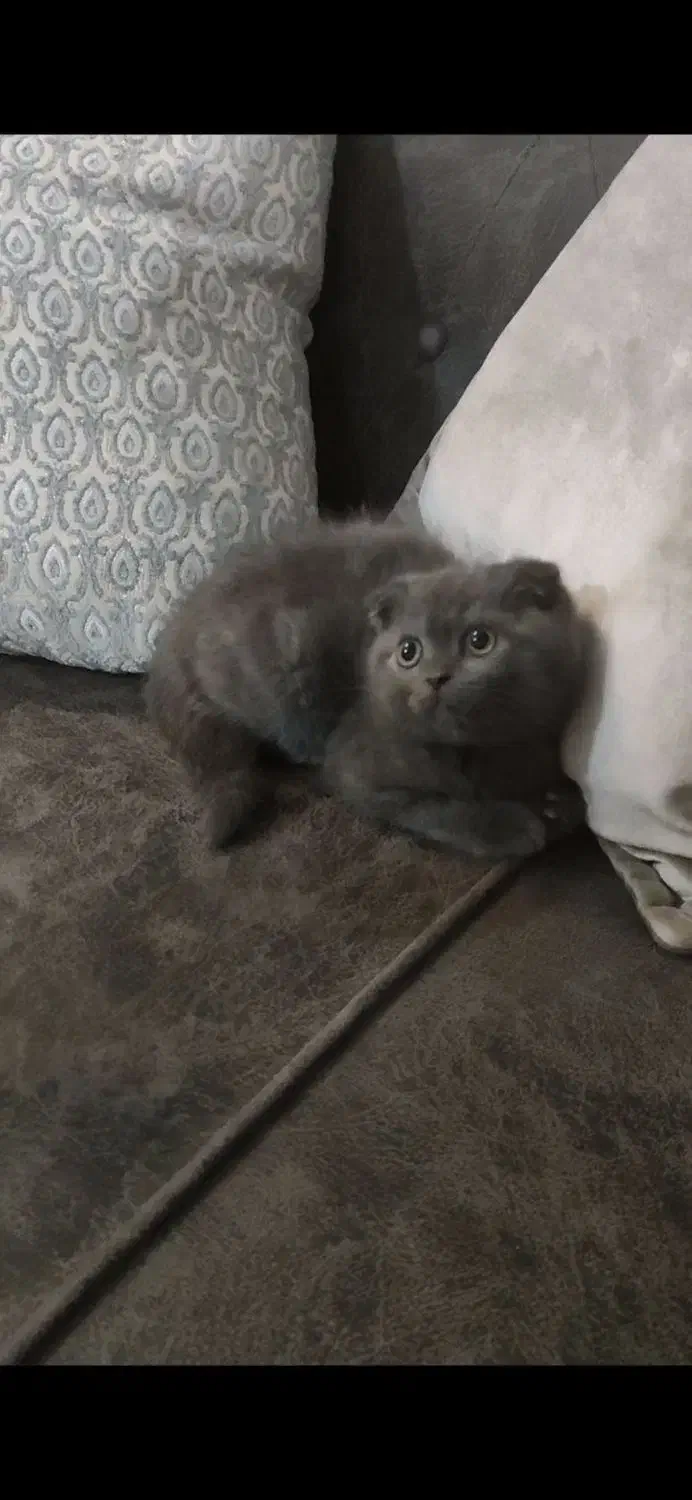 گربه اسکاتیش|گربه|گرگان, |دیوار