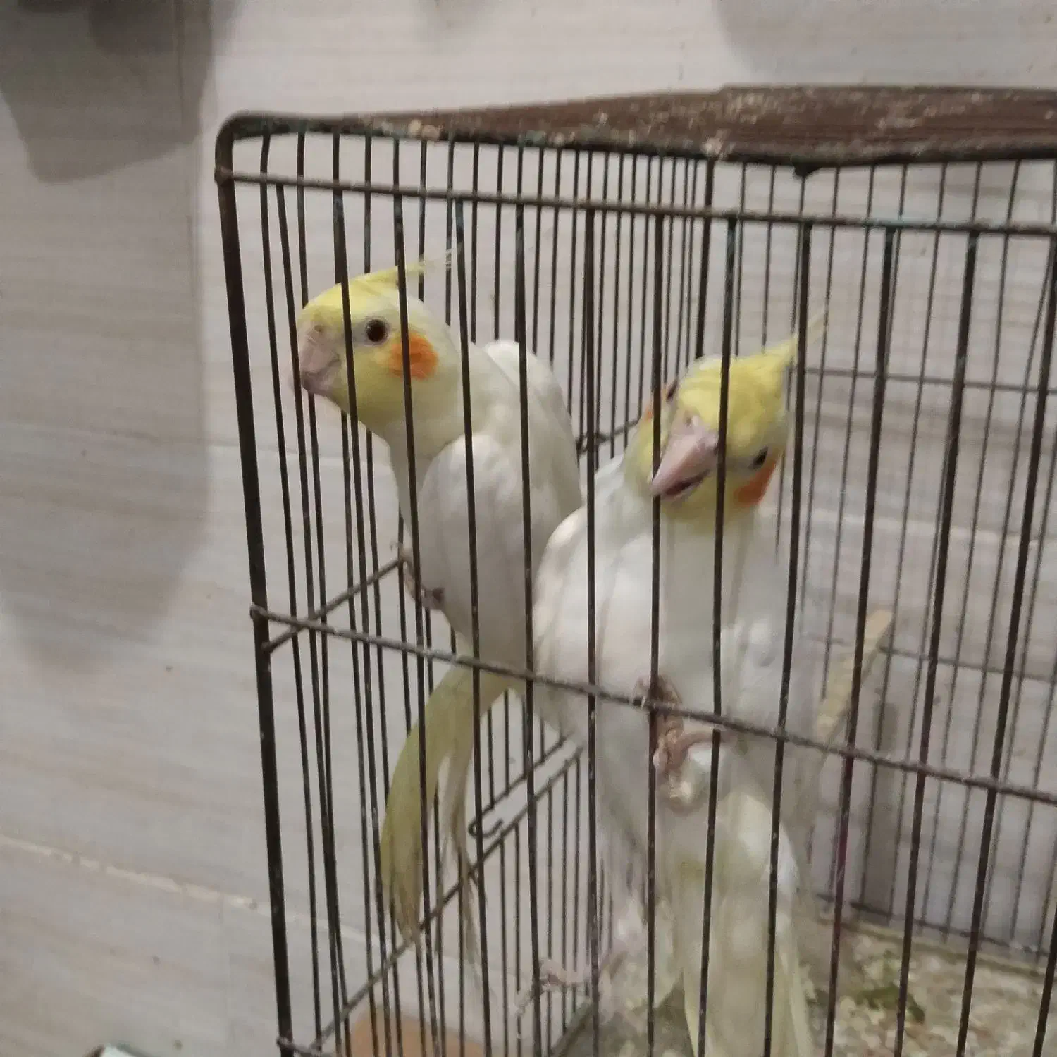 عروس هلندی|پرنده|برازجان, |دیوار