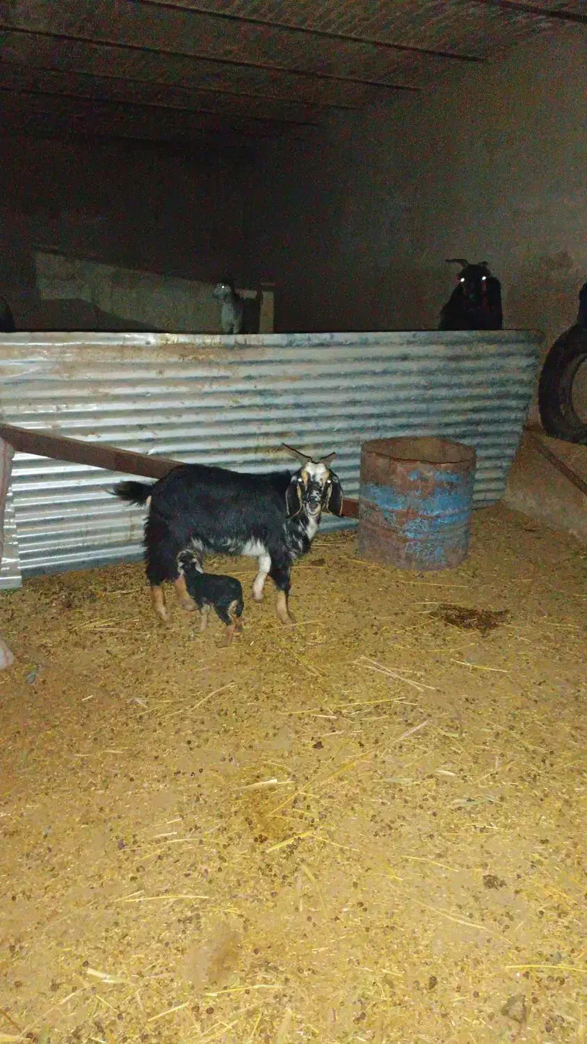 بز چپر|حیوانات مزرعه|خرم‌آباد, |دیوار