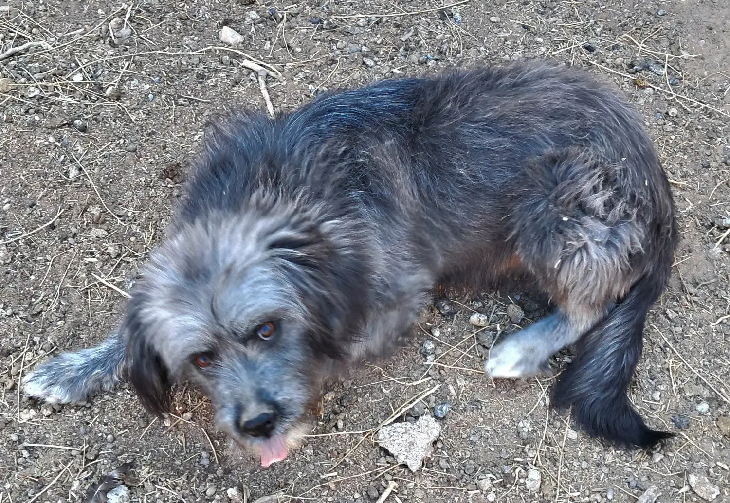 پاپی فروشی|سگ|رشتخوار, |دیوار