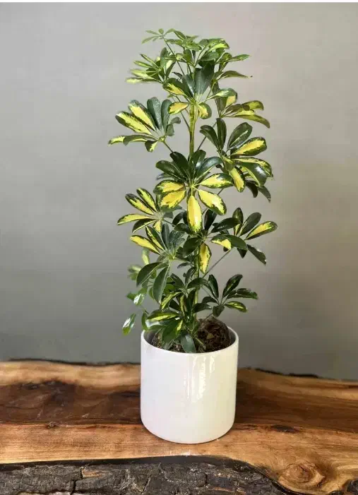 گل وگیاه|گل و گیاه طبیعی|شیراز, شهرک مهدیه|دیوار