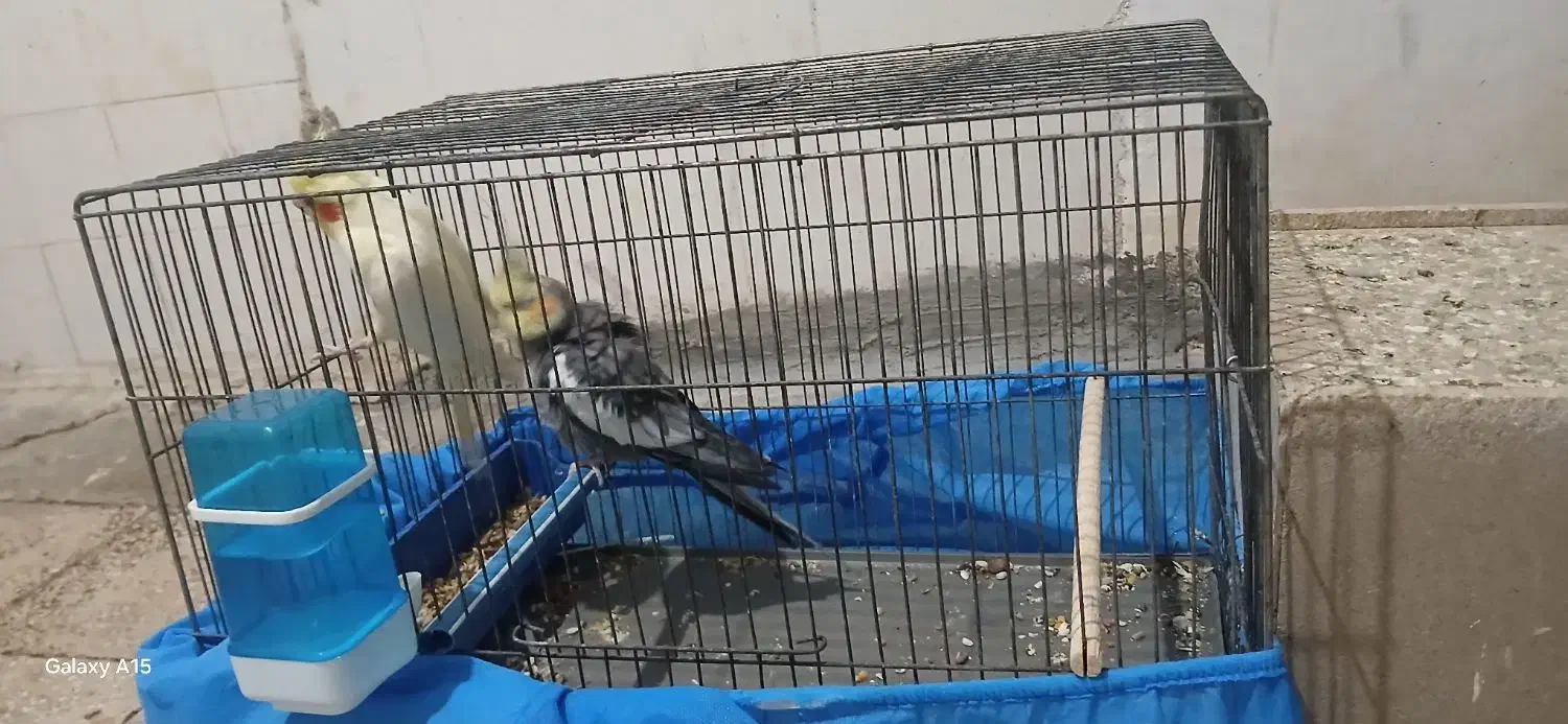 عروس هلندی با جوجه|پرنده|چمران, |دیوار