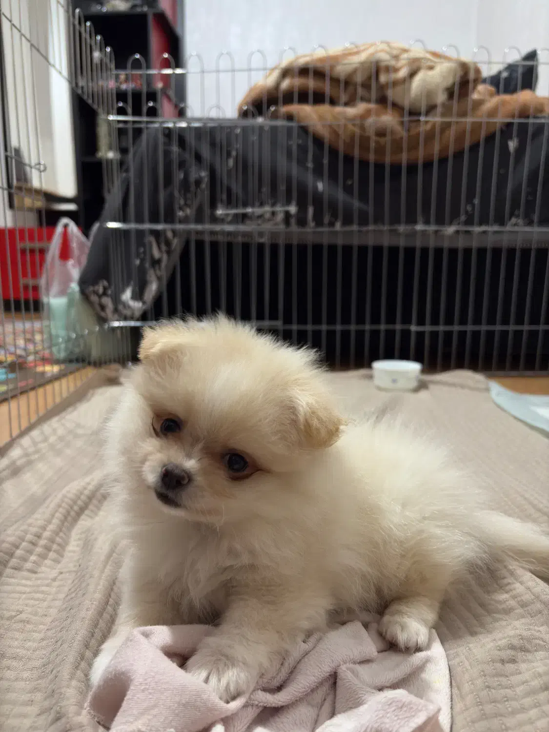 پامرنین خرسی ۷۰ روزه|سگ|کرج, باغستان|دیوار