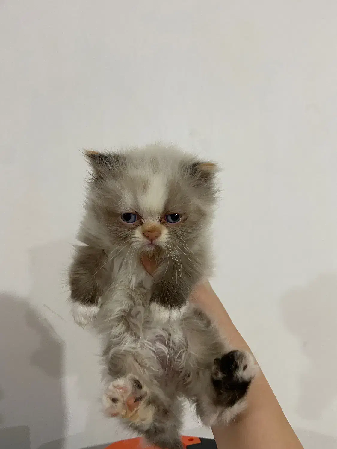 گربه پرشین|گربه|گرگان, |دیوار