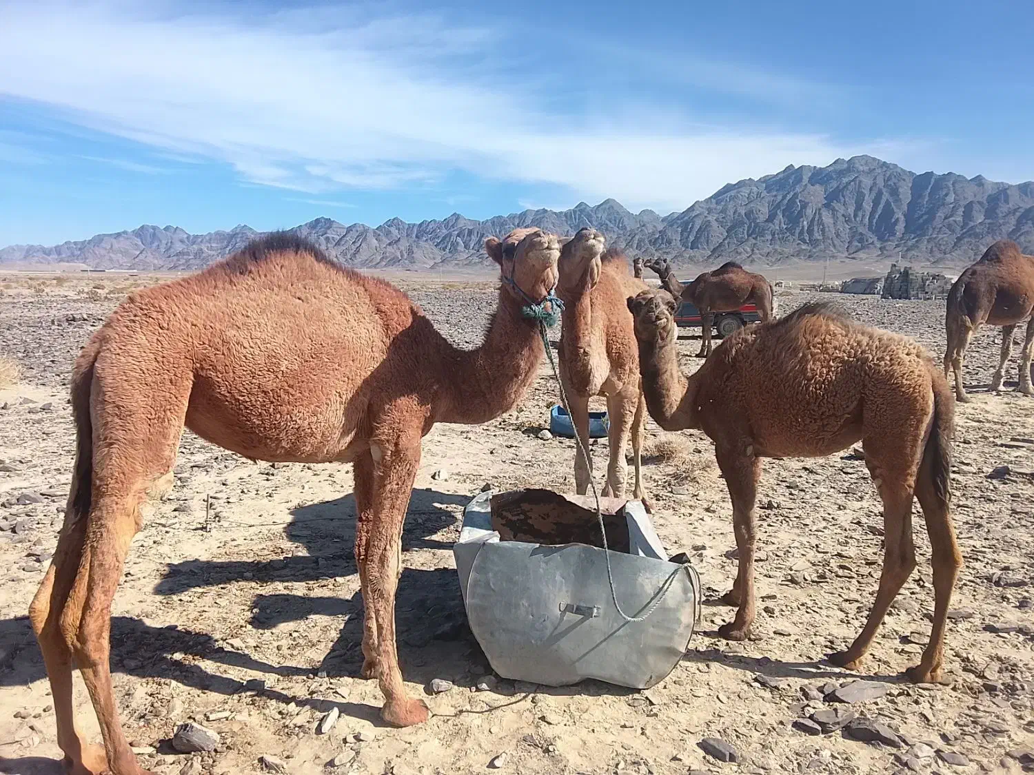 فروش شتر|حیوانات مزرعه|پسکوه, |دیوار