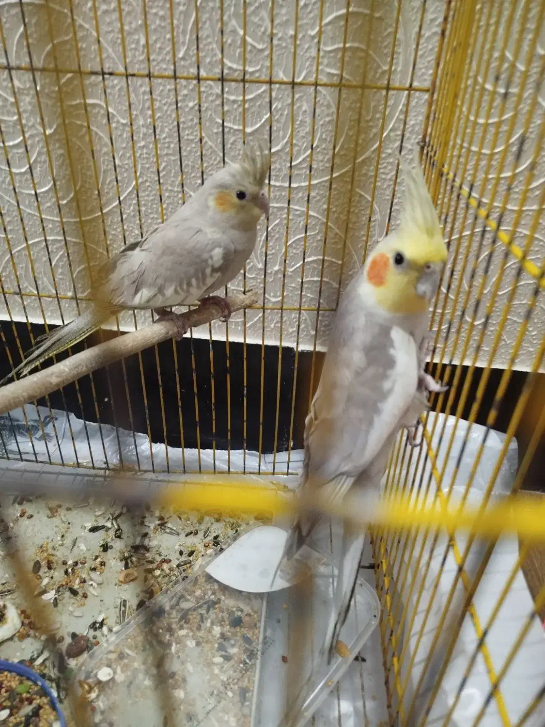 عروس هلندی|پرنده|شاهینشهر, اقبال لاهوری|دیوار