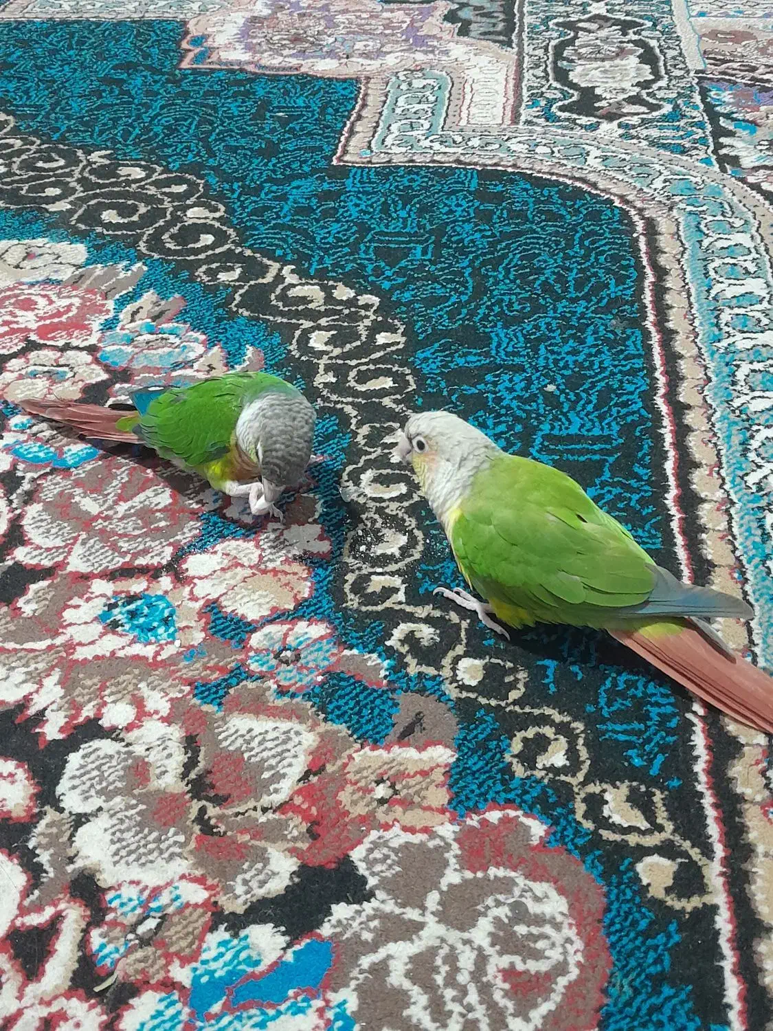 یک جفت گرینچیک وعروس هلندی نر|پرنده|مشهد, شهید قربانی|دیوار