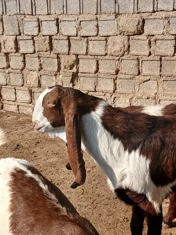 فروش یک عدد کهره نر|حیوانات مزرعه|آبپخش, |دیوار