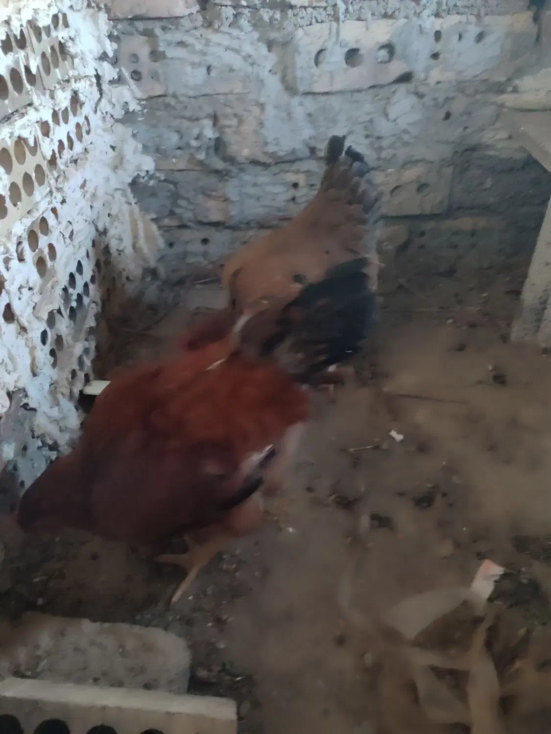 خروس|حیوانات مزرعه|نیشابور, رحمت آباد|دیوار