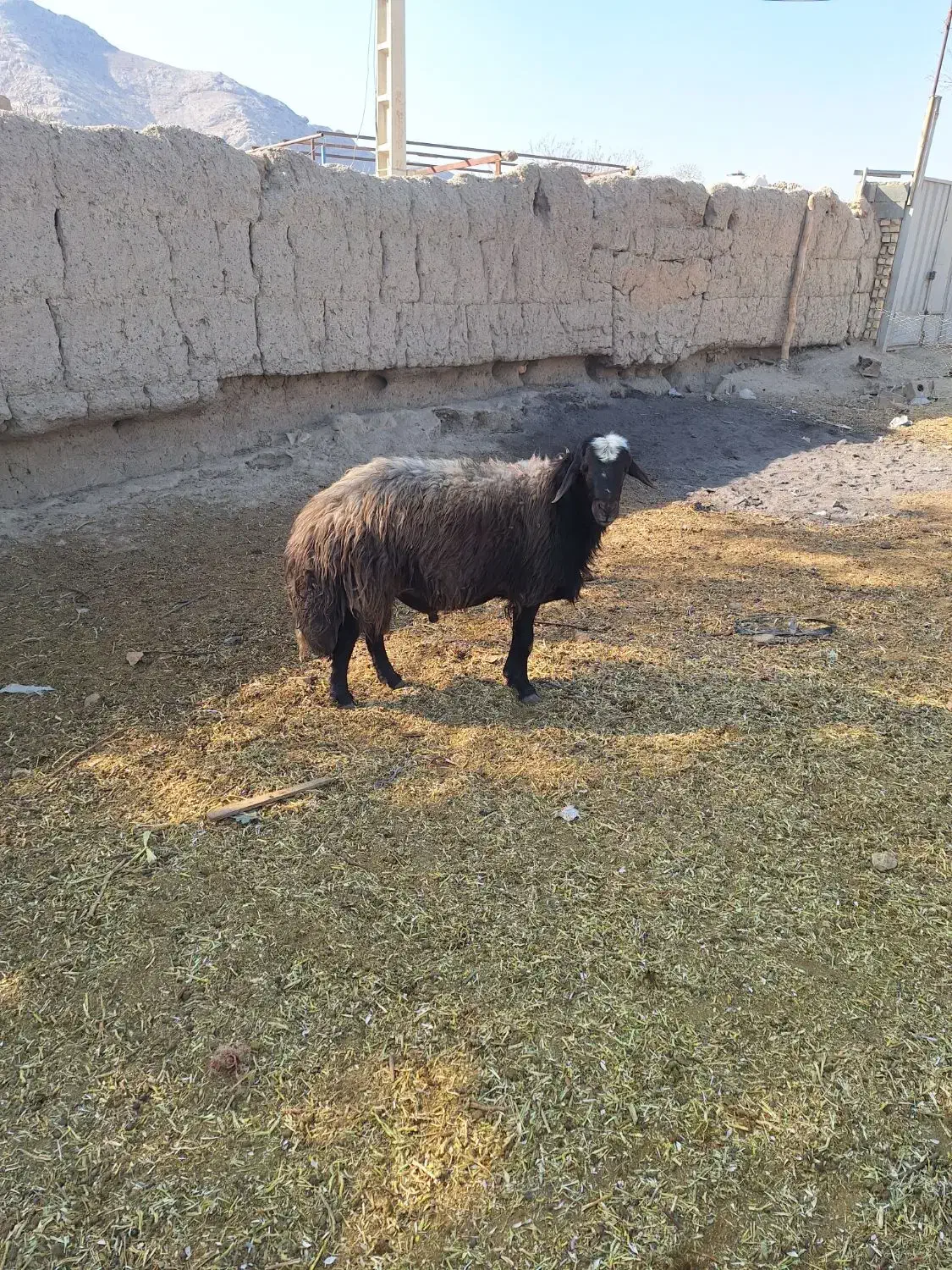 دوعدد قوچ افشاری درجه یک فروشی|حیوانات مزرعه|اصفهان, بوستان ناژوان|دیوار