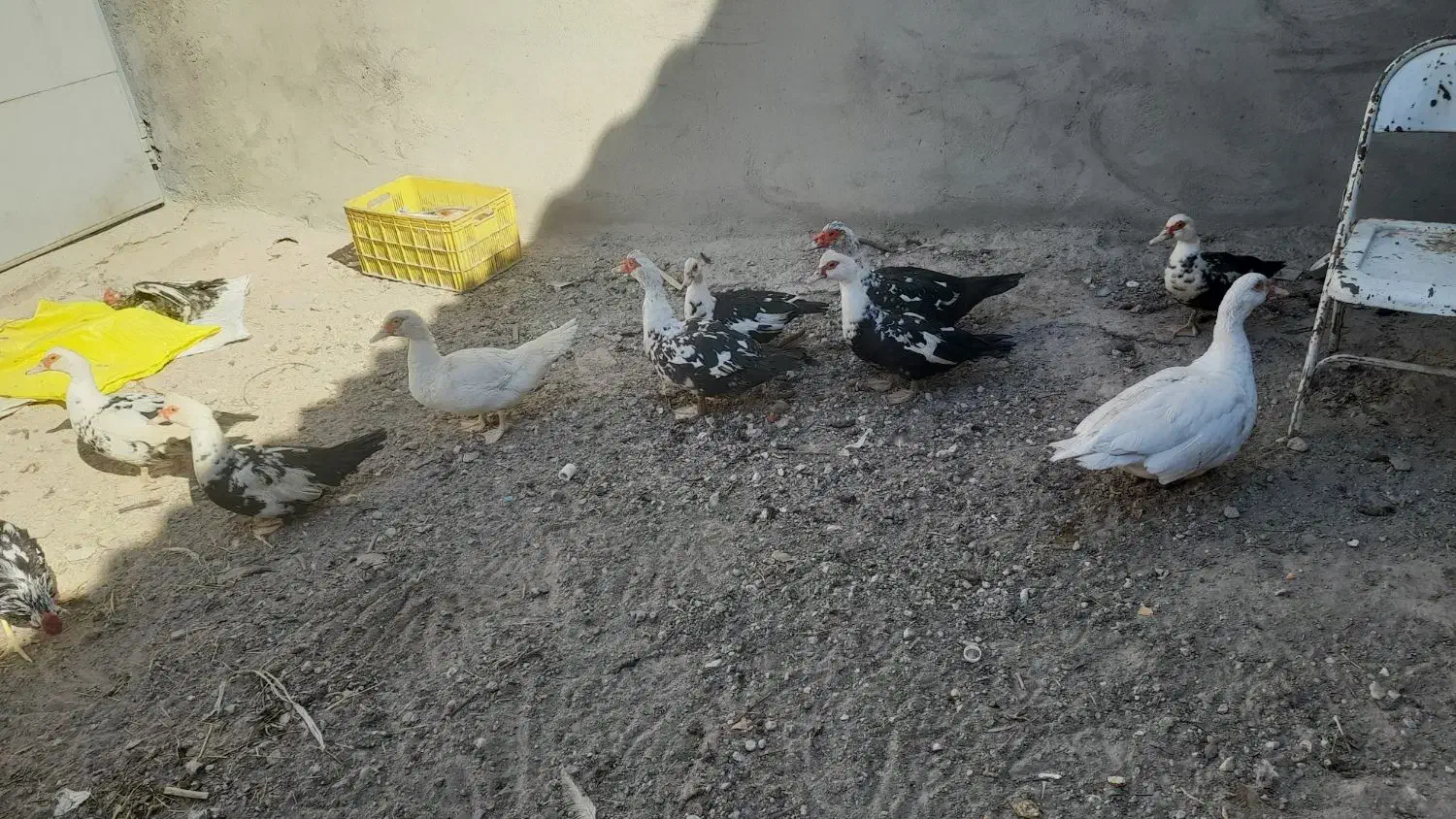 اردک اسراعیلی نروماده|حیوانات مزرعه|آذرشهر, |دیوار