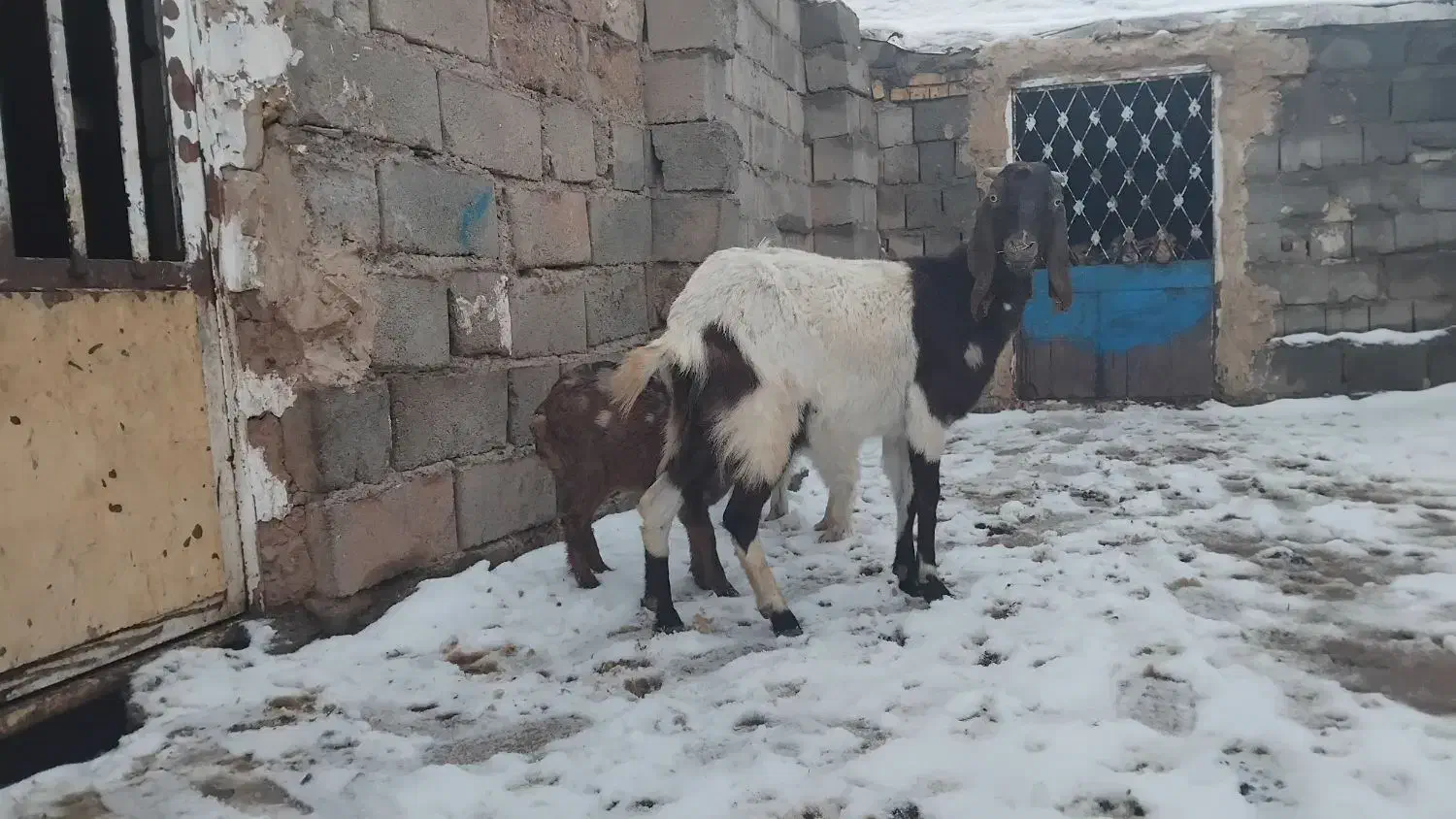 بزن دوقلو و جوان دورگ|حیوانات مزرعه|تربت جام, جامرود|دیوار
