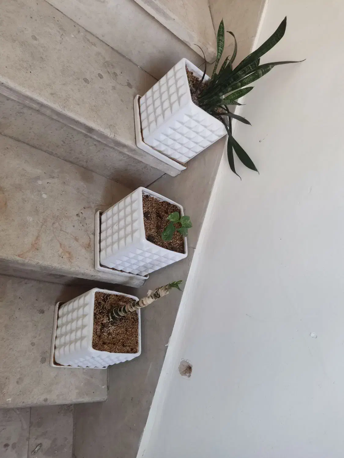 گلدان سرامیکی|گل و گیاه طبیعی|تهران, شهرک صادقیه|دیوار