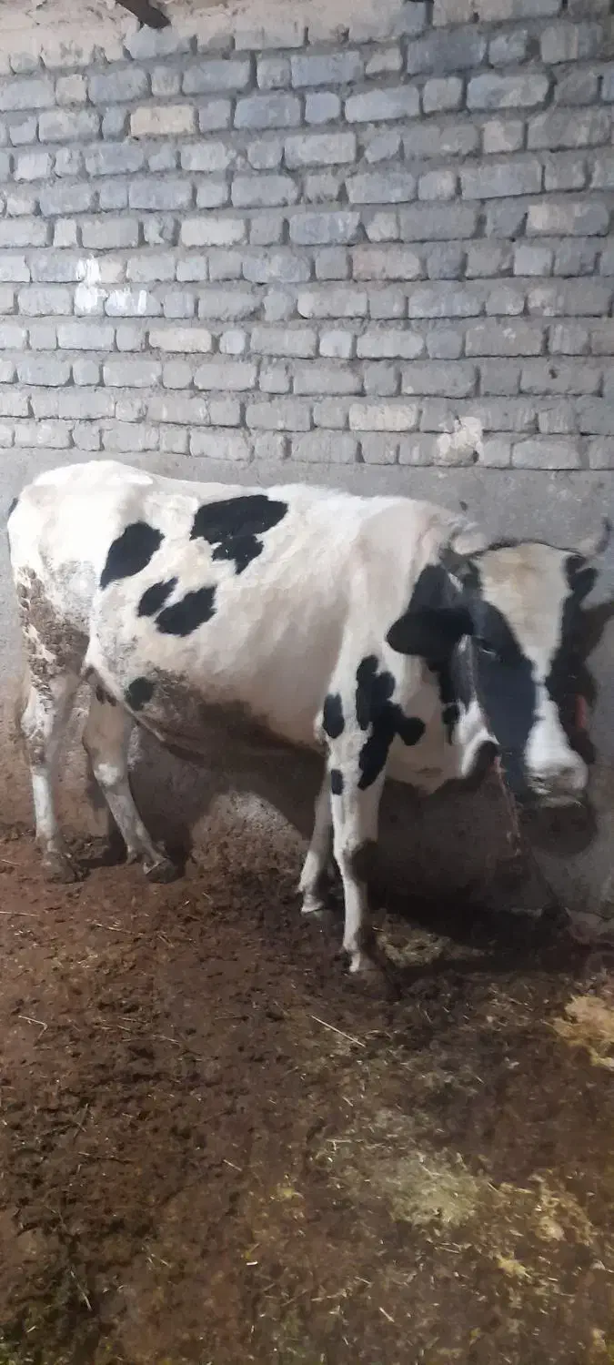 دو راس گاو آبستن و گوساله|حیوانات مزرعه|کنگاور, |دیوار