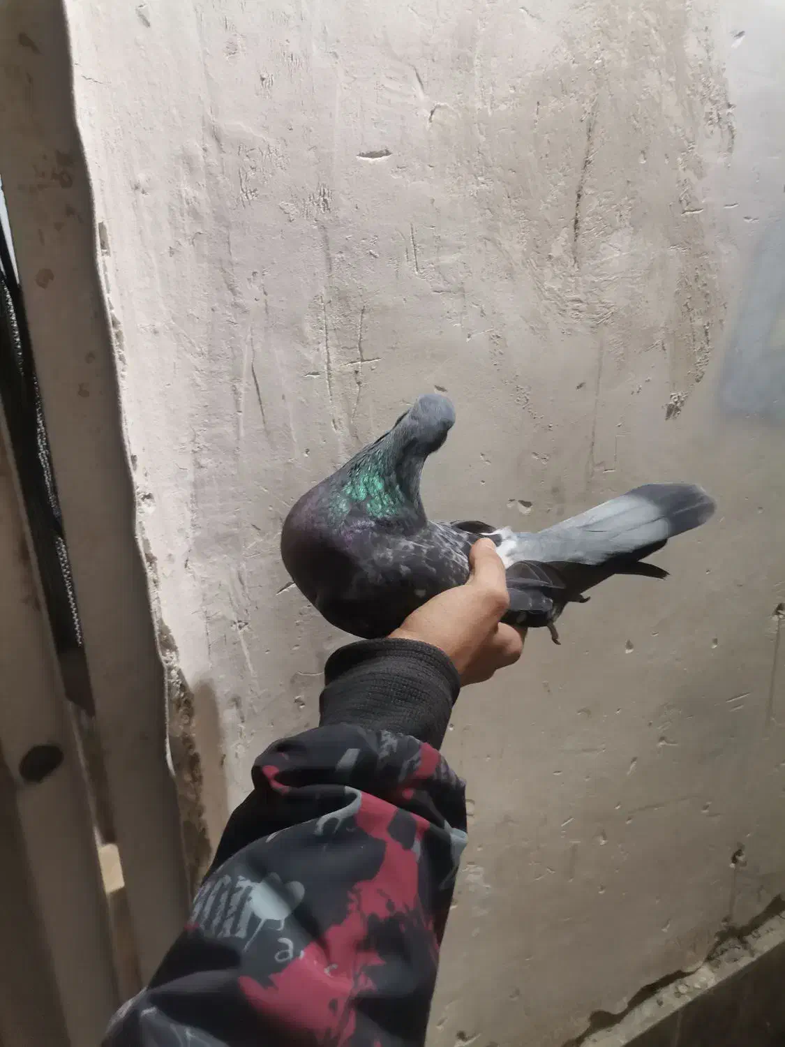 کبوتر پرشی|پرنده|شهرضا, |دیوار