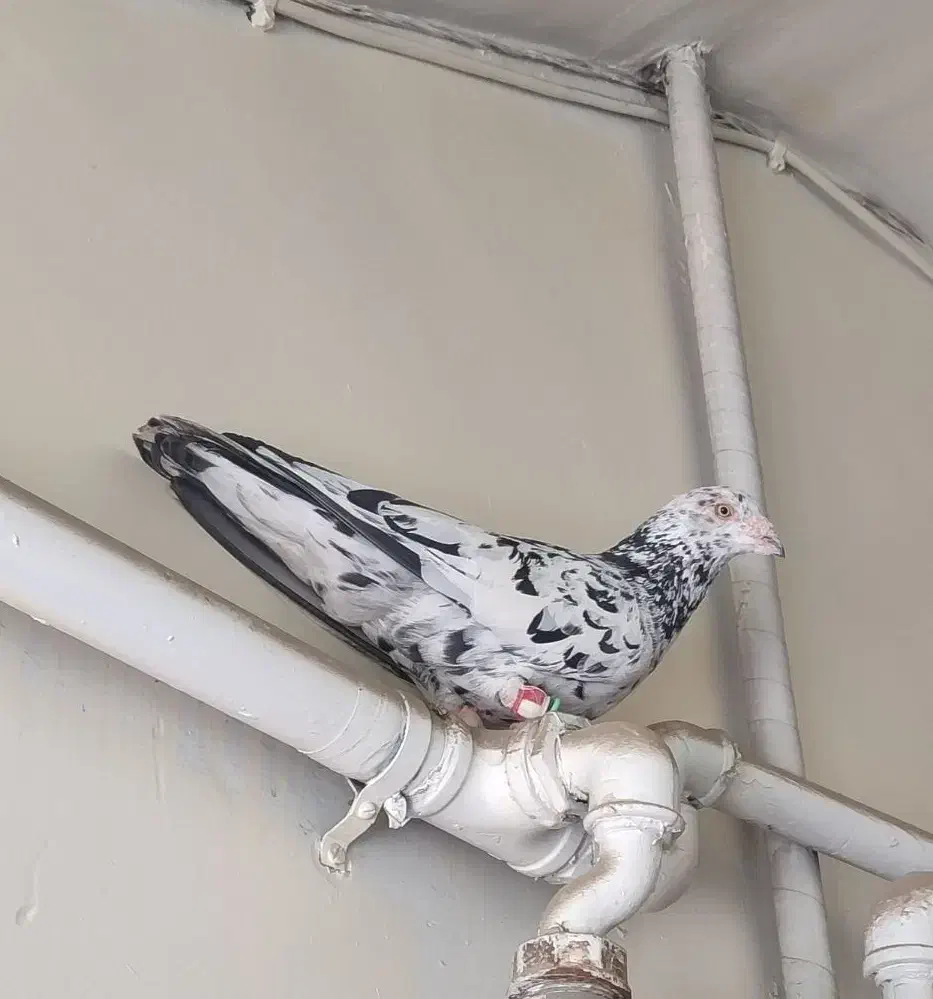 پیدا شده|حیوانات|شیراز, شهرک والفجر|دیوار