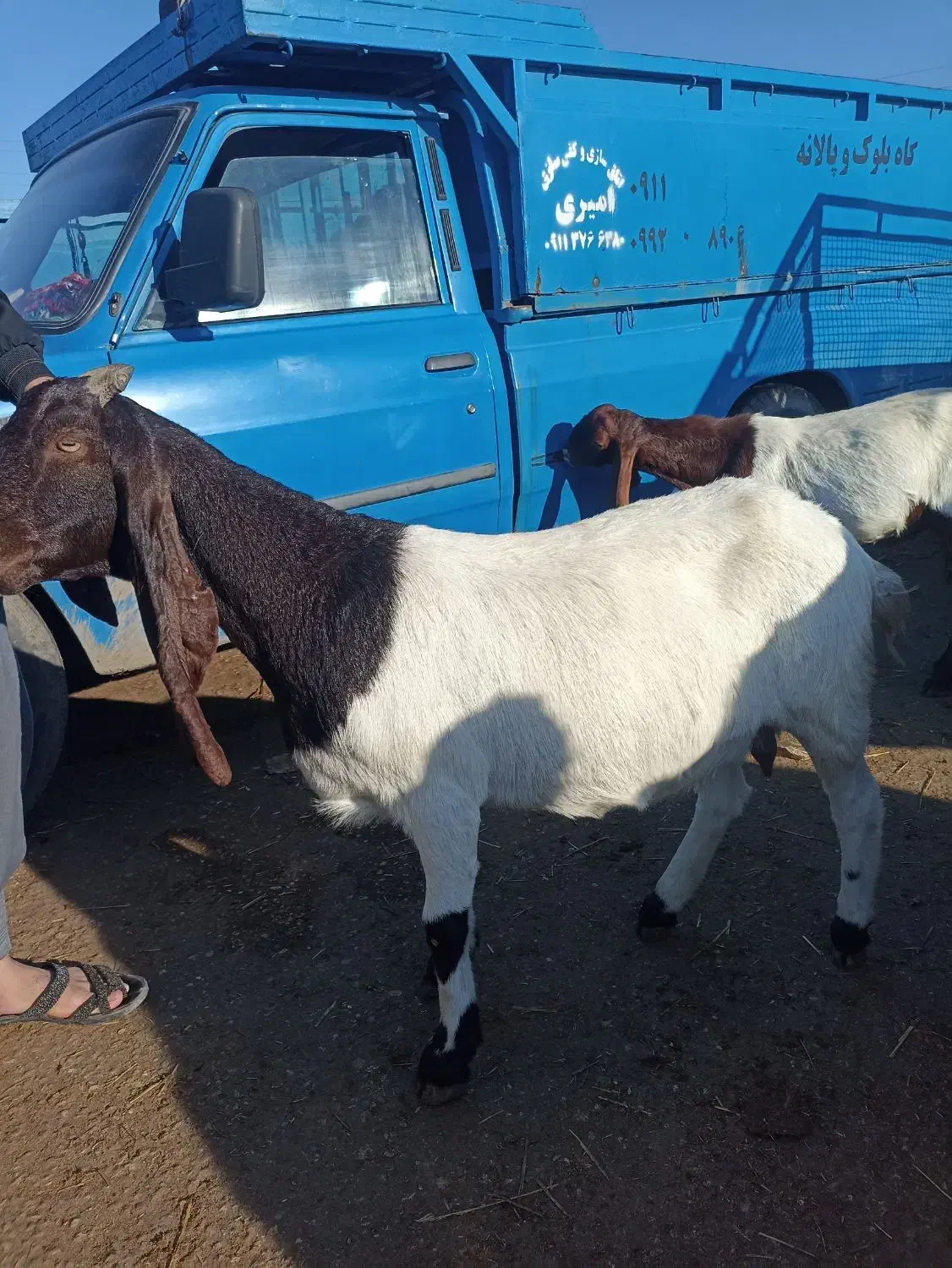 بز پاکستانی اصیل  ابستن|حیوانات مزرعه|انبارآلوم, |دیوار