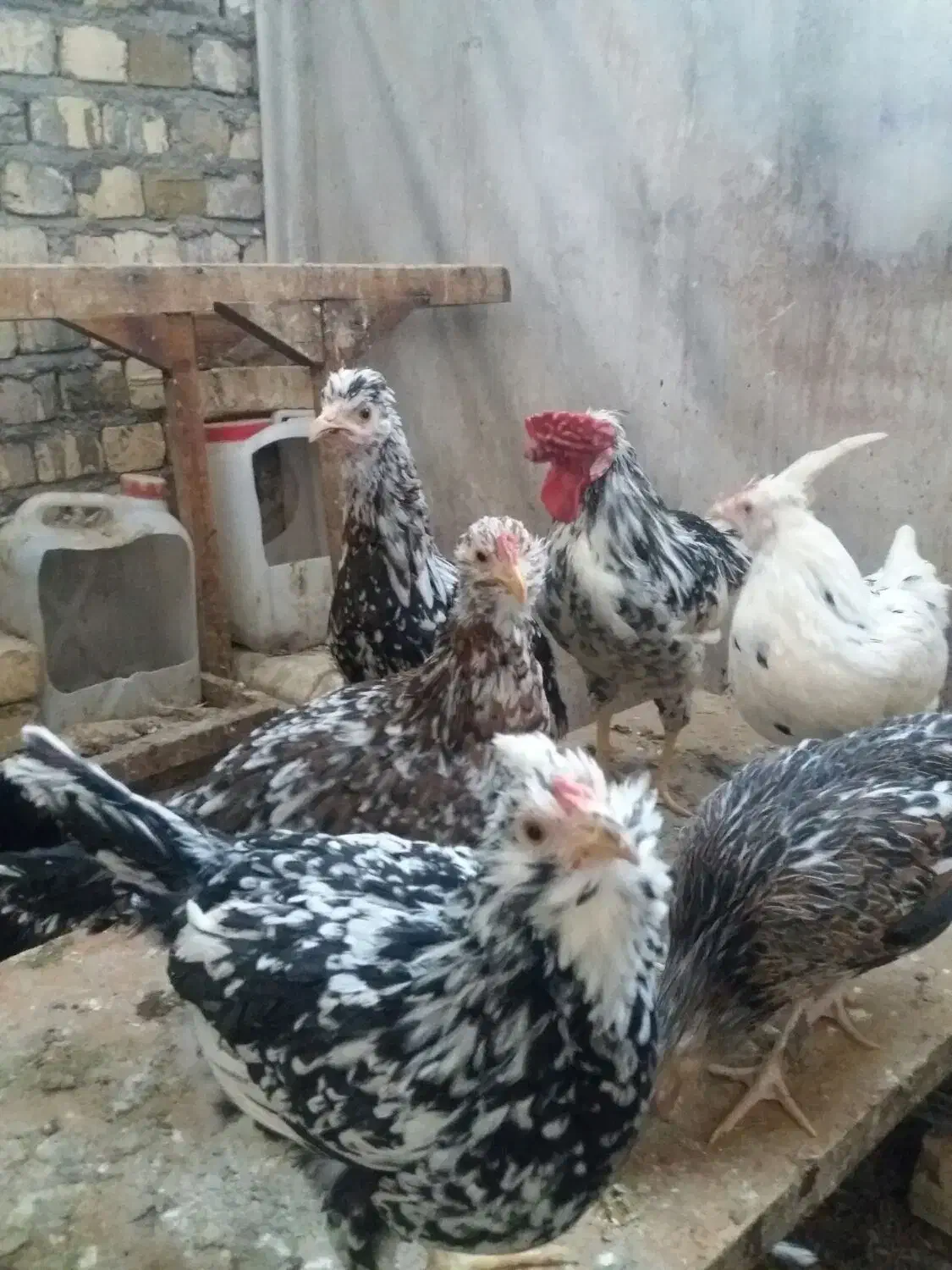 تخم مرغ نطفه دار گلین|حیوانات مزرعه|قم, بیانی|دیوار