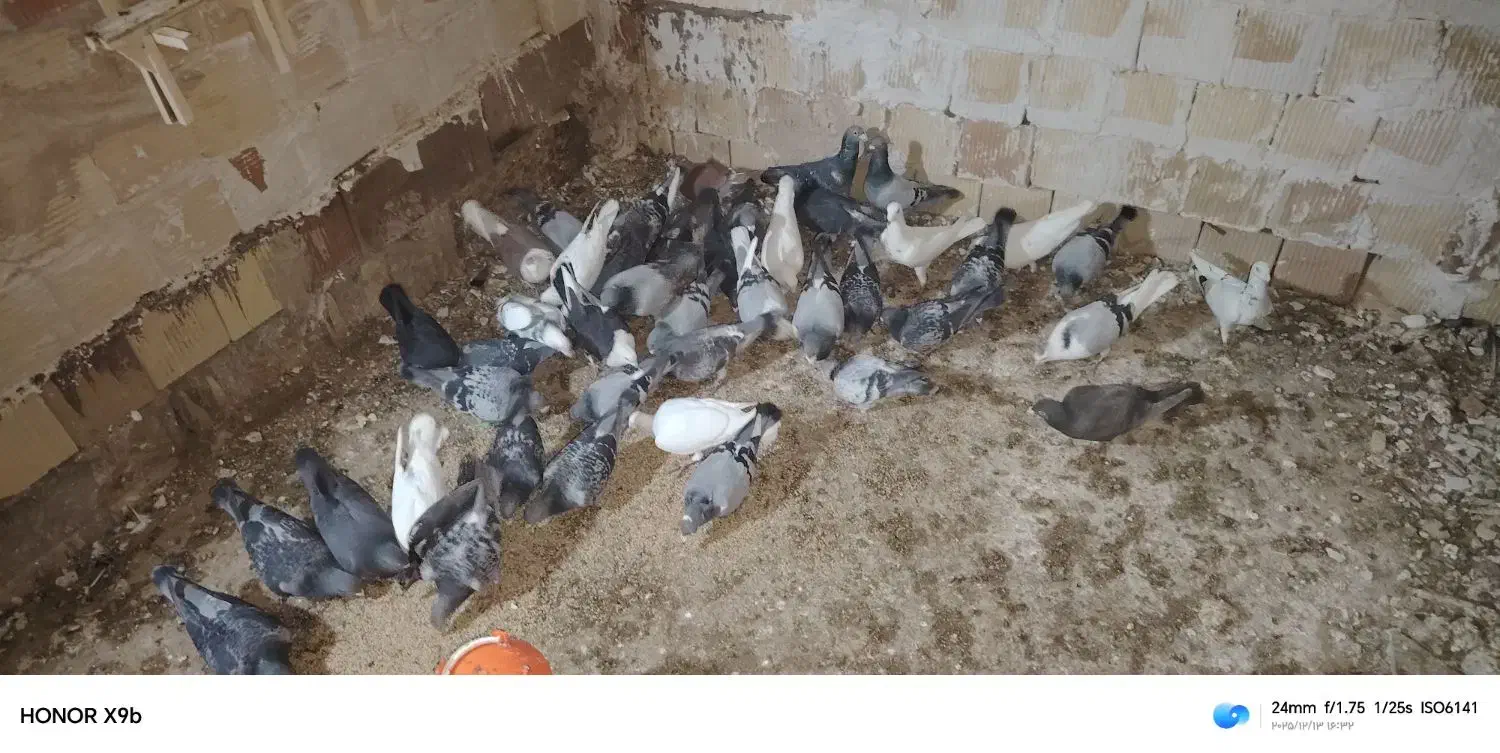 کبوتر|پرنده|سلیمان, |دیوار