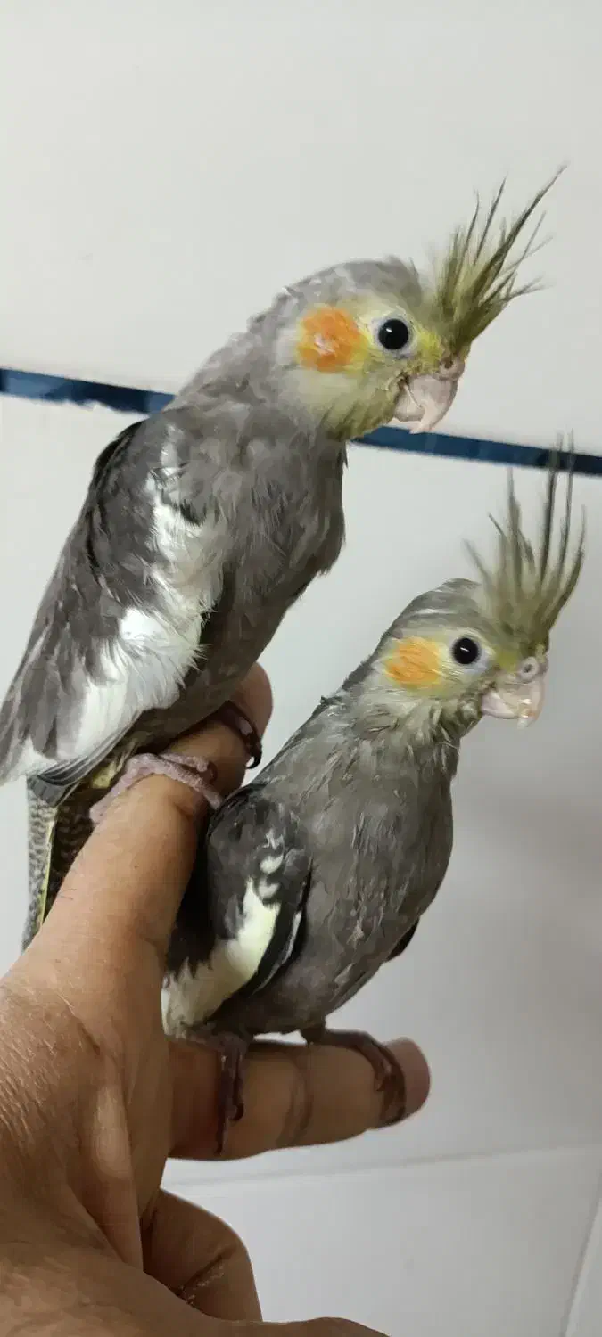 طوطی برزیلی و عروس هلندی|پرنده|برازجان, |دیوار