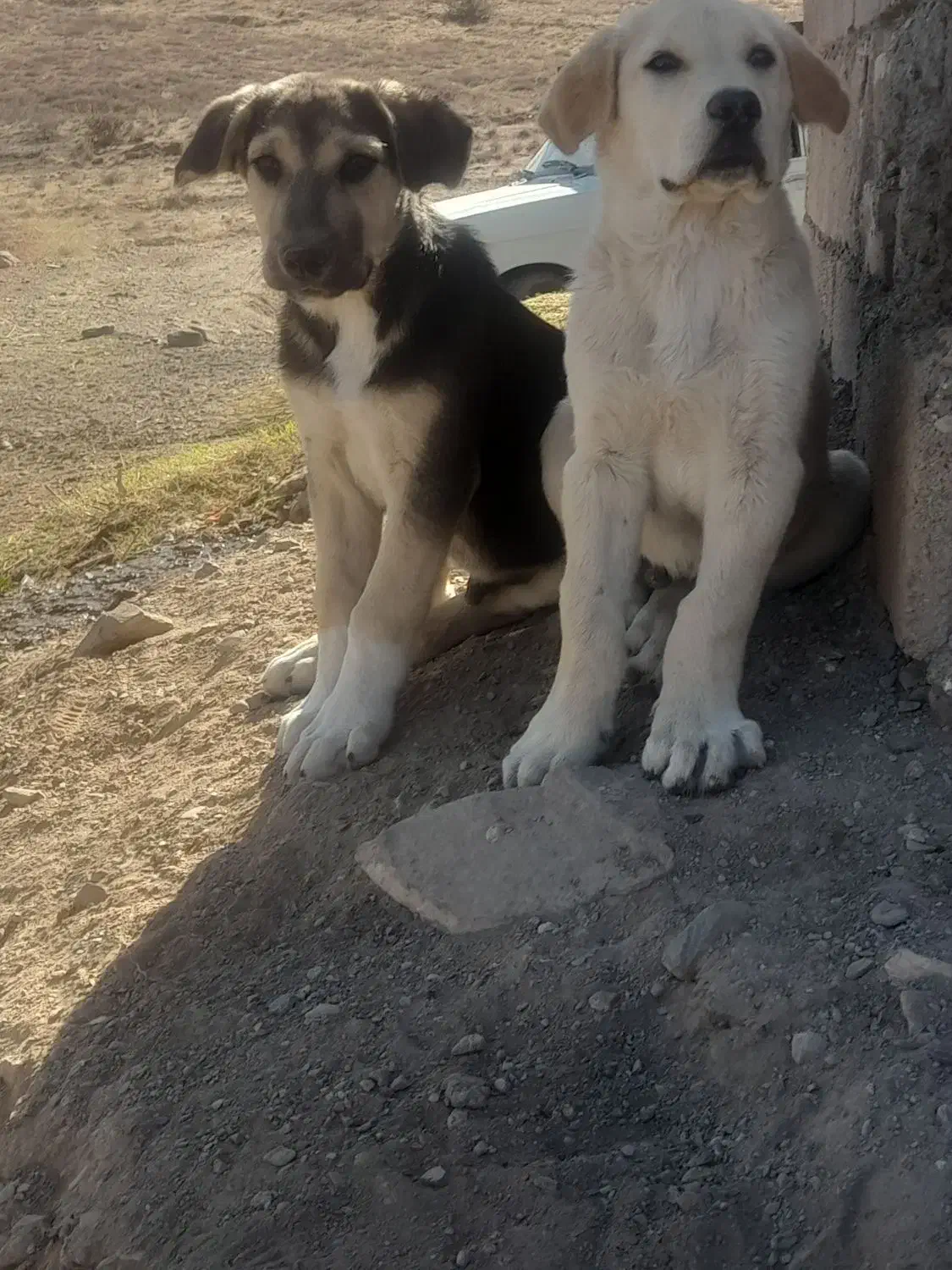 دوتا توله نر سرابی اصل|سگ|ماهنشان, |دیوار