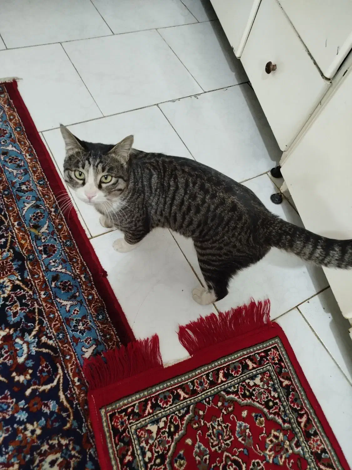 واگذاری گربه رایگان|گربه|شاهرود, |دیوار