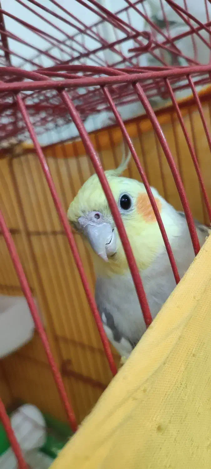 عروس هلندی|پرنده|پاکدشت, حصار امیر|دیوار