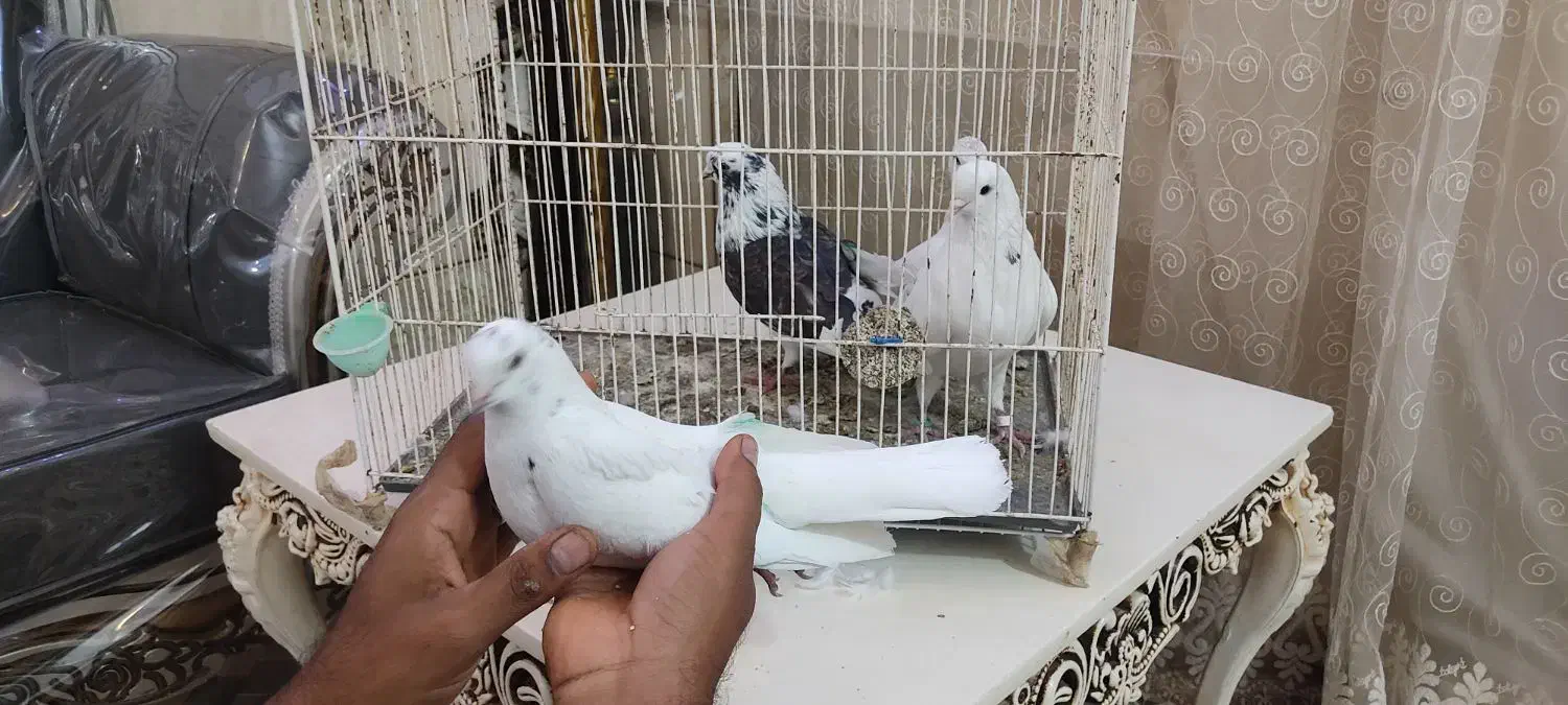 کفتر پرشی|پرنده|بندرعباس, |دیوار