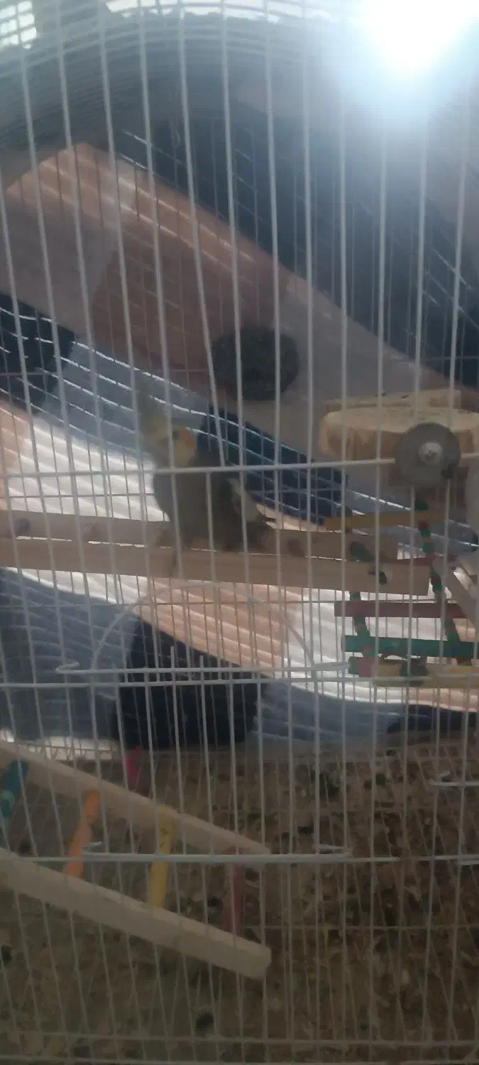 فروش یه جفت عروس هلندی نوجوان تازه به سن بلوغ رسید|پرنده|لاجان, |دیوار