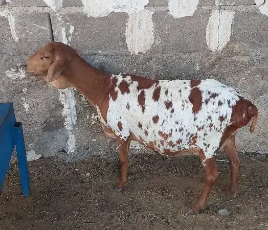 اول بخون بعد تماس بگید|حیوانات مزرعه|بندر دیر, |دیوار