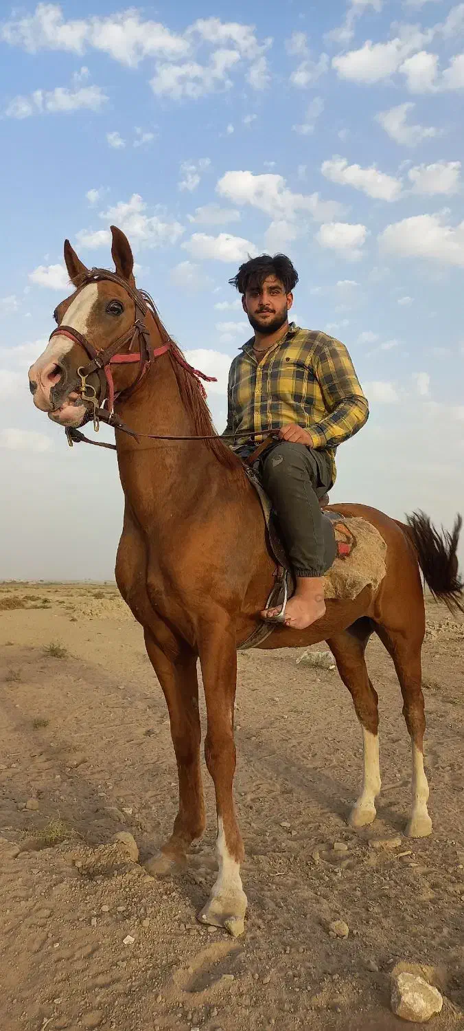 اسب ترکمن|اسب و تجهیزات اسبسواری|بردسکن, |دیوار