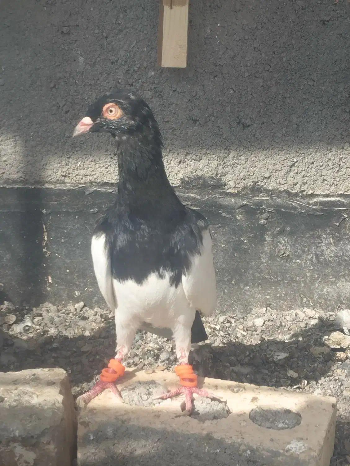 یهودی سیاه|پرنده|ملک‌آباد, |دیوار