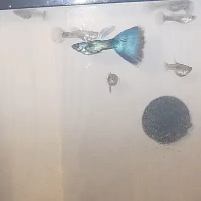 ماهی گوپی بلومسکو|ماهی|مشهد, فدک|دیوار