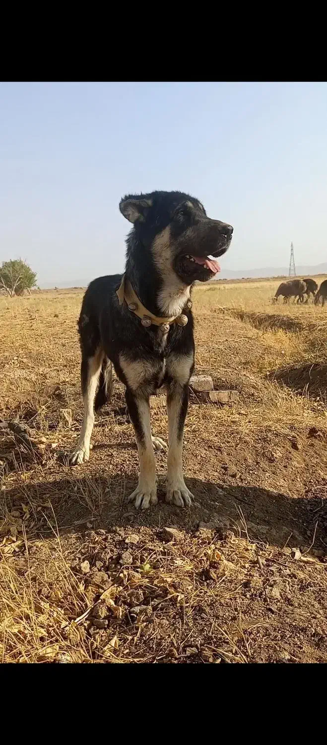 پژدر 15ماهه.توله راموس|سگ|درگزین, |دیوار