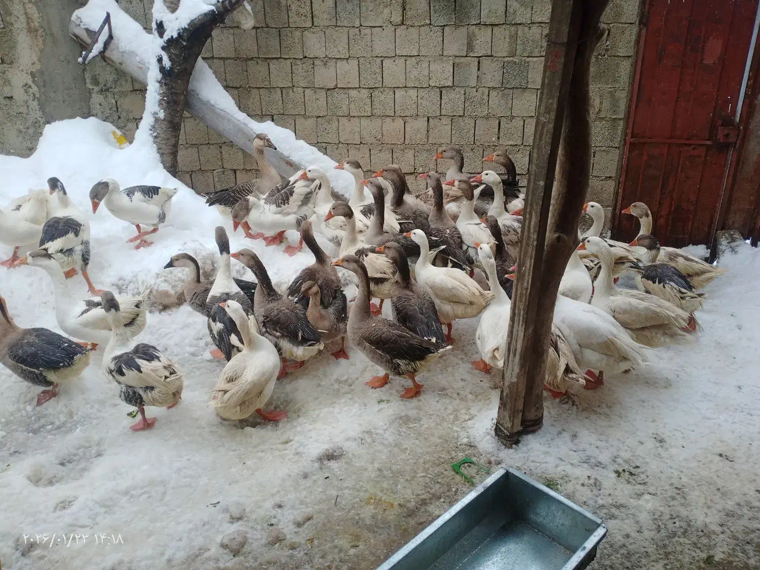 قازی خومالی|حیوانات مزرعه|خاو و میرآباد, |دیوار