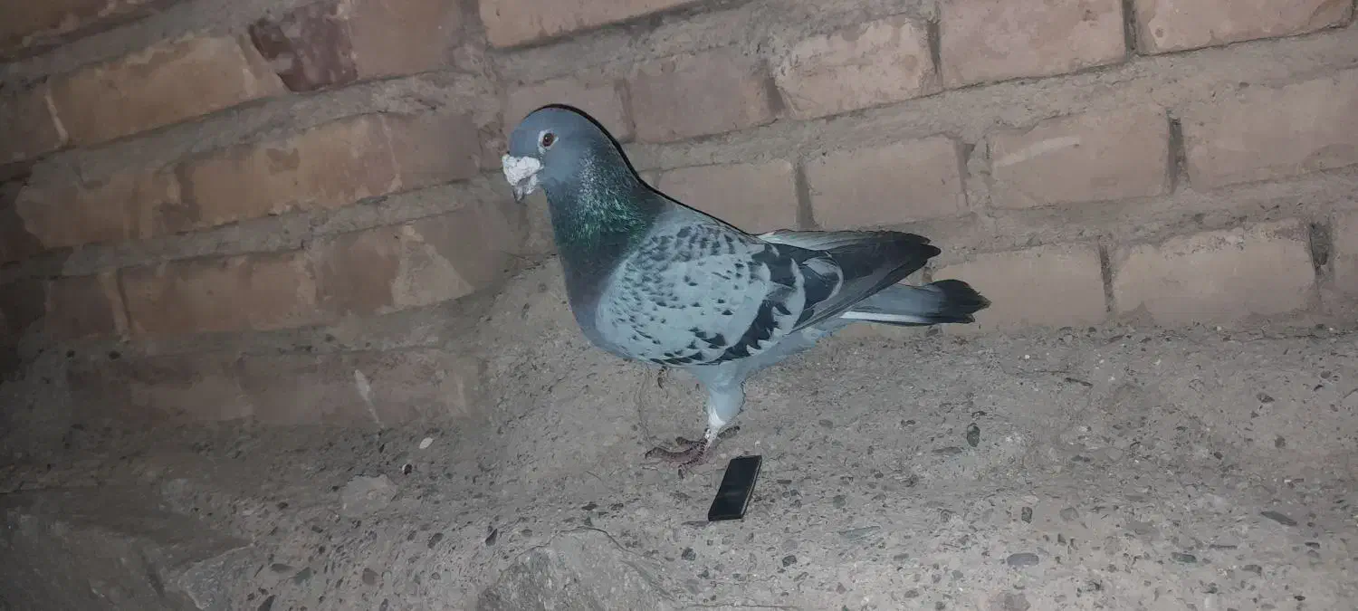 کبوتر|پرنده|کشکسرای, |دیوار