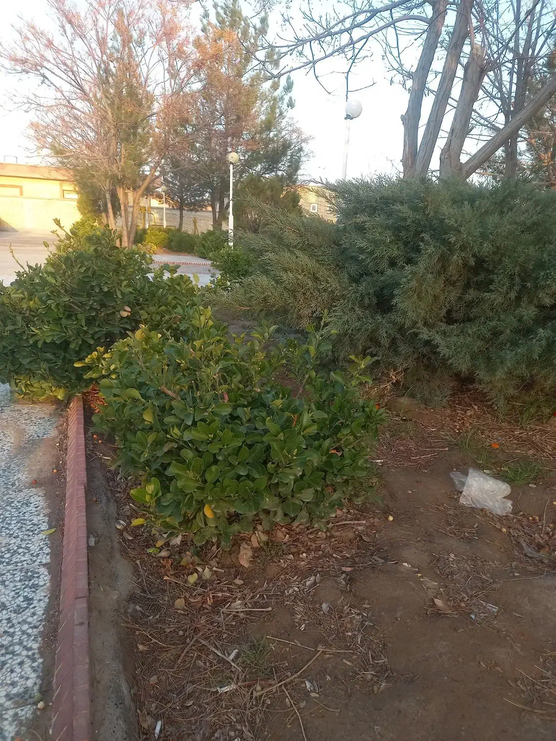 کاریابی...|خدمات باغبانی و درختکاری|تربت جام, میان جام|دیوار