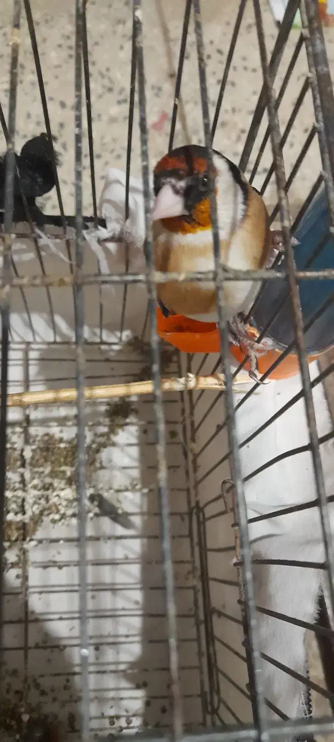 تله قفس|لوازم جانبی حیوانات|همدان, |دیوار