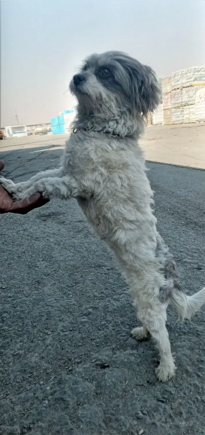 یک باب سگ پاپی ماده|سگ|خمینی‌شهر, |دیوار