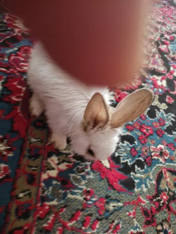 خرگوش نیمه لوپ|موش و خرگوش|گناباد, |دیوار