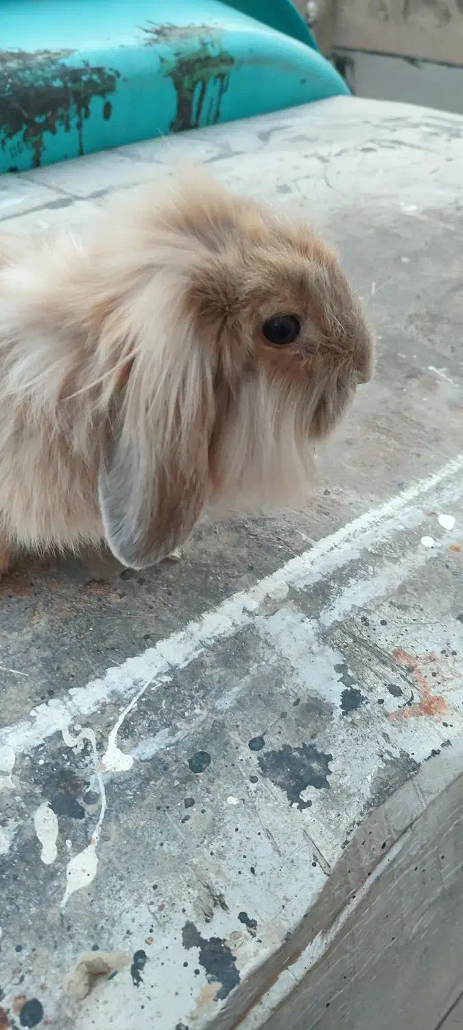 خرگوش لوپ|موش و خرگوش|تهران, دروازه شمیران|دیوار