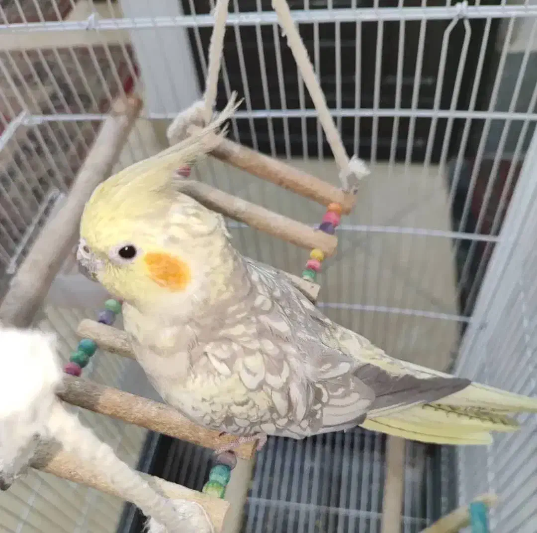 جفت عروس هلندی بالغ جوجه گرفتم معاوضه با قناری|پرنده|صدرا-فارس, فاز ۱|دیوار