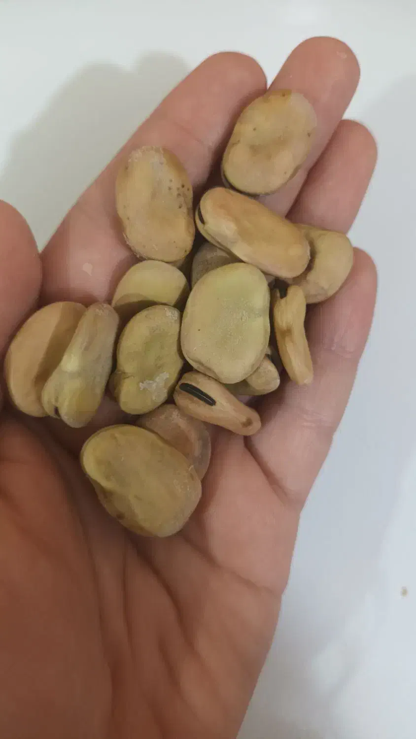 باقله ی شهری تمیز پزا|عمده‌فروشی|بهبهان, |دیوار