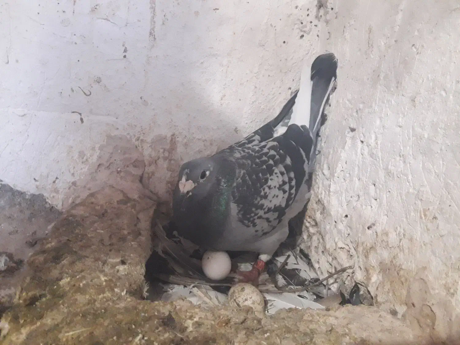 پلاکی طوقی|پرنده|مسجد سلیمان, |دیوار