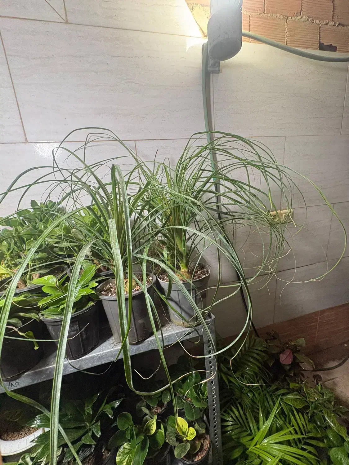 خانه گل و گیاه آنلاین و حضوری|گل و گیاه طبیعی|زرند, |دیوار