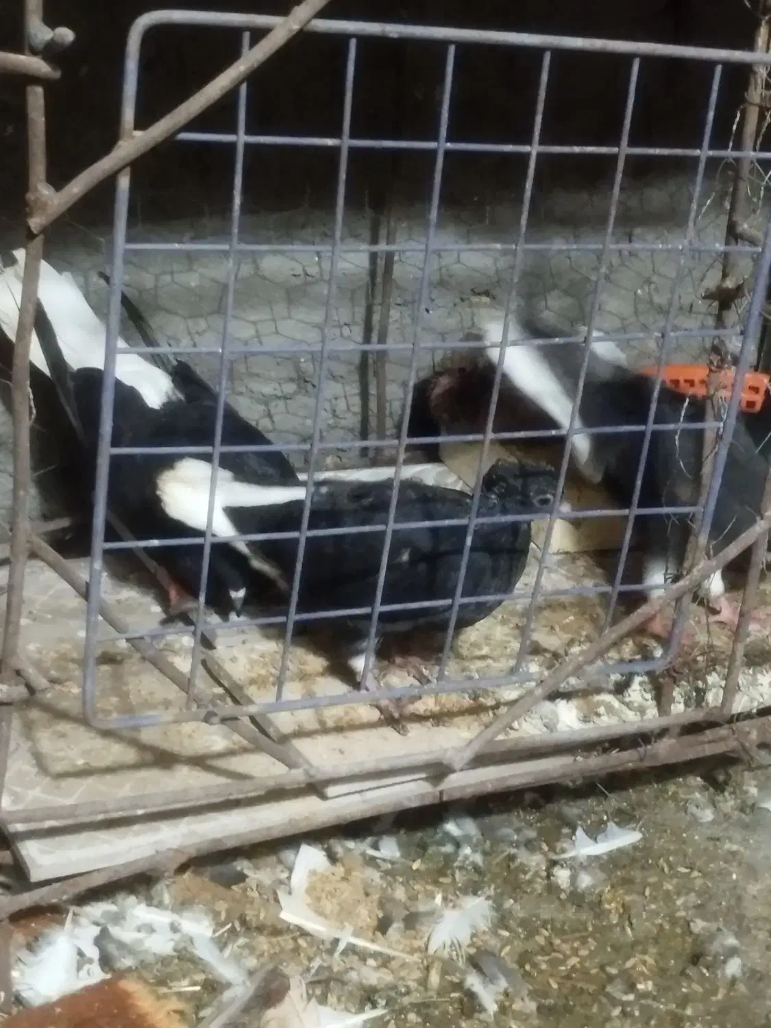 دمسفید|پرنده|شوشتر, |دیوار